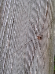 Leptobunus parvulus