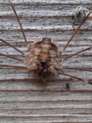 Leptobunus parvulus