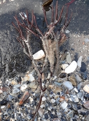 Furcellaria lumbricalis