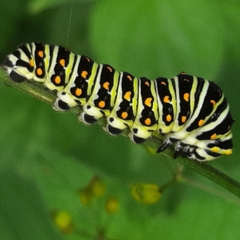Papilio polyxenes stabilis