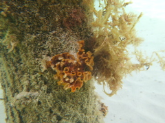 Schizoporella errata