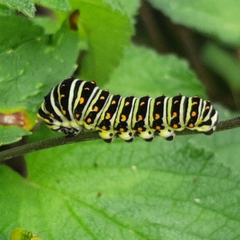 Papilio polyxenes stabilis