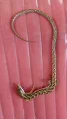Gerrhonotus ophiurus