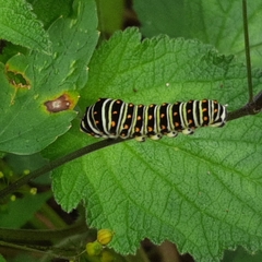 Papilio polyxenes stabilis
