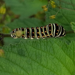 Papilio polyxenes stabilis
