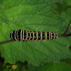 Papilio polyxenes stabilis