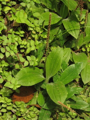 Plantago australis