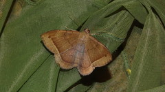 Hemeroblemma scolopacea