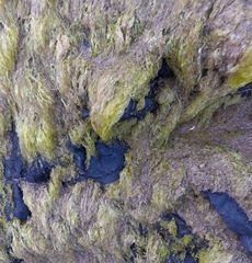 Cladophora rupestris