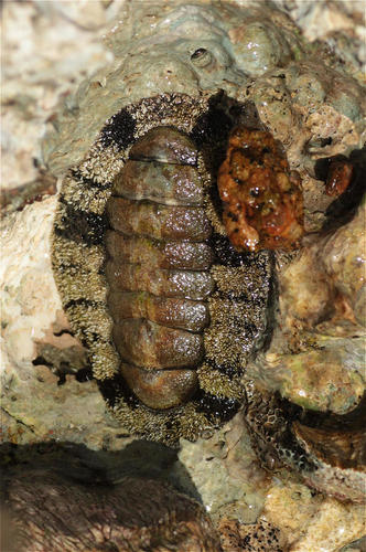 Acanthopleura vaillantii