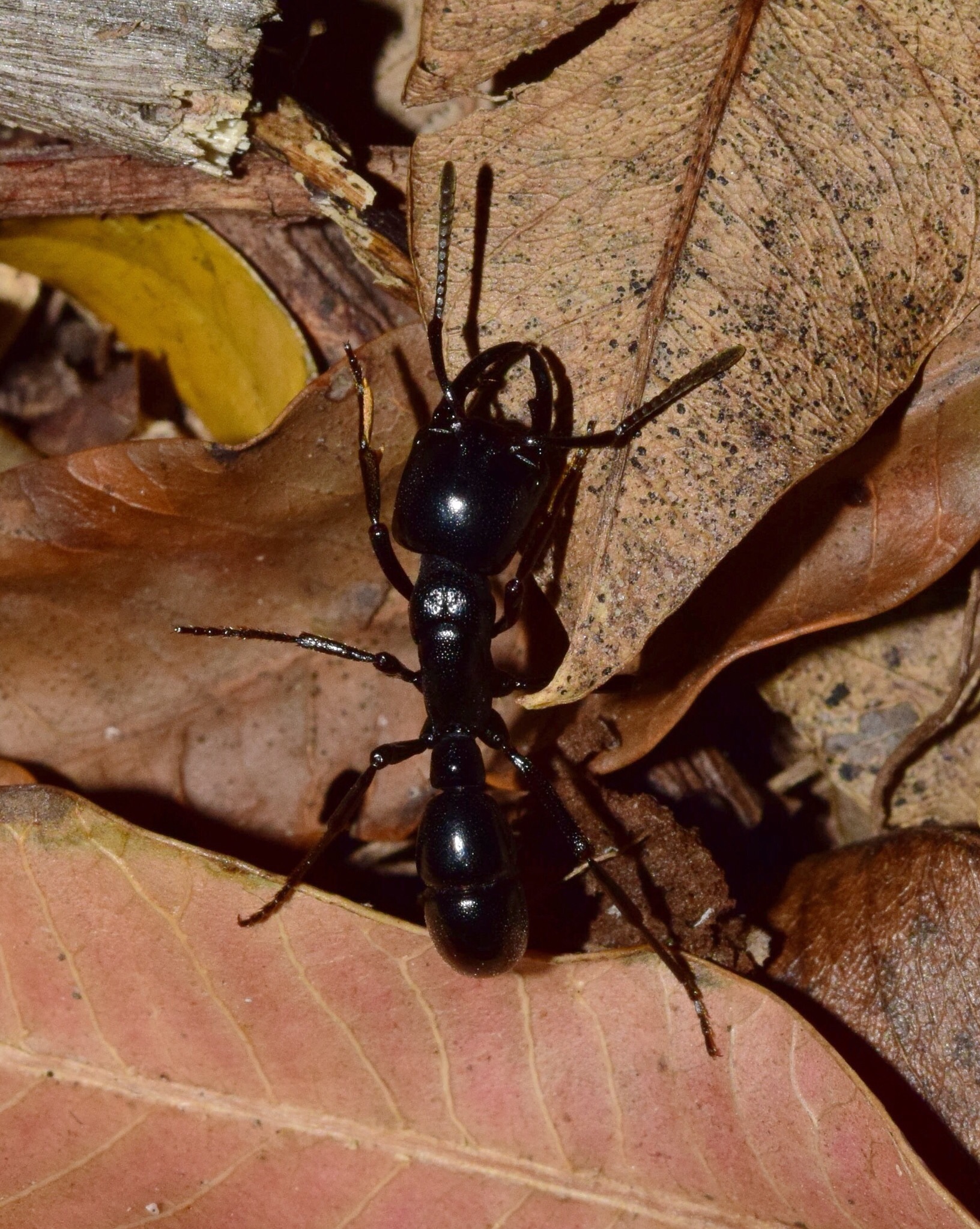 Plectroctena mandibularis