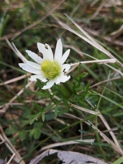Anemone decapetala