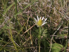 Anemone decapetala