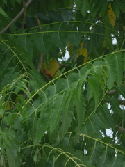 Ailanthus excelsa