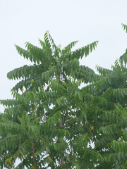 Ailanthus excelsa