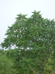 Ailanthus excelsa