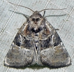 Meropleon ambifusca