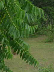 Ailanthus excelsa