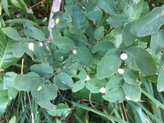 Symphoricarpos albus albus