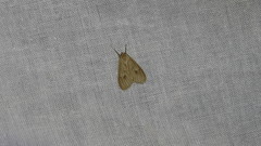 Trocodima lenistriata