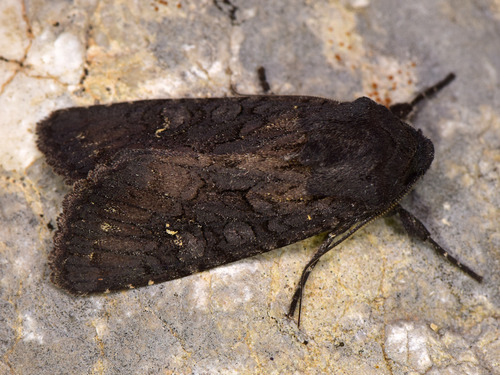 Black Rustic