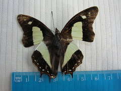 Polyura agraria