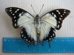 Polyura pyrrhus