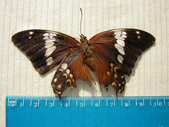 Charaxes ocellatus