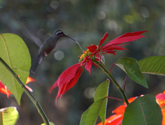 Lampornis clemenciae