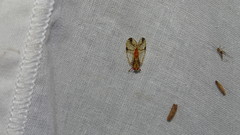 Hesticus