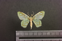 Nemoria ozalea