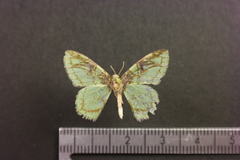 Nemoria ozalea