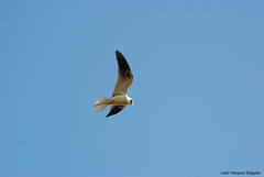 Elanus leucurus leucurus