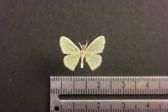 Synchlora concinnaria