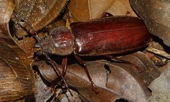 Physopleurus amazonicus