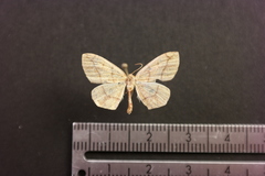 Periclina