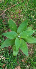 Agave attenuata