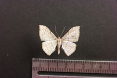 Semiothisa divergentata