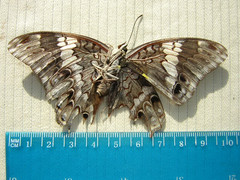 Charaxes ocellatus