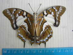 Polyura pyrrhus