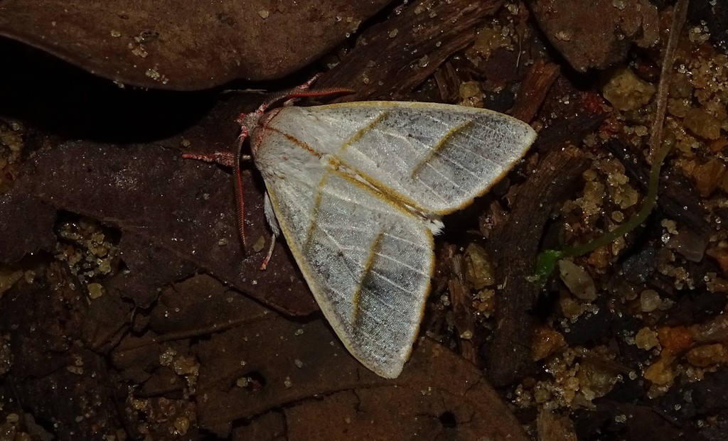 Zatrephes iridescens