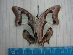 Polyura agraria