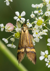 Nemophora degeerella
