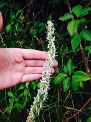 Platanthera dilatata leucostachys