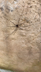 Leiobunum ventricosum