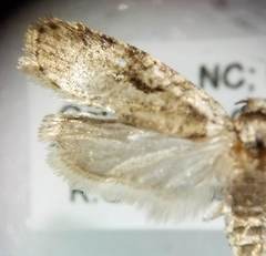 Agonopterix curvilineella