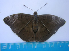 Euthalia aconthea