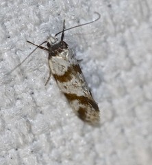 Isomoralla gephyrota