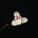 Sirhookera lanceolata - Photo no hay derechos reservados, subido por S.MORE