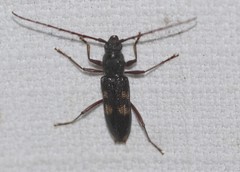 Phoracantha punctata